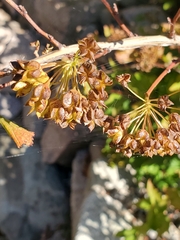 Physocarpus opulifolius