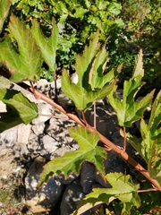 Physocarpus opulifolius