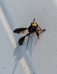 Physocephala sagittaria