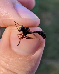 Physocephala sagittaria