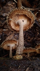 Lentinus berteroi
