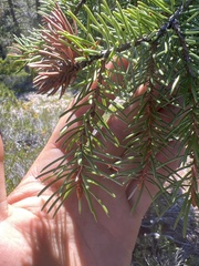 Picea breweriana