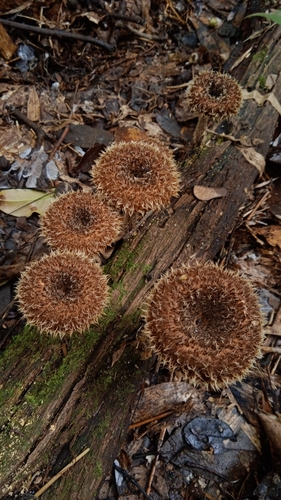 Lentinus berteroi