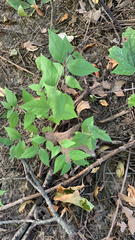 Lonicera maackii