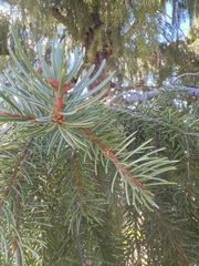 Picea breweriana