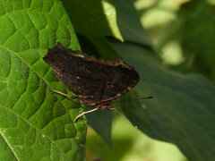 Aglais io