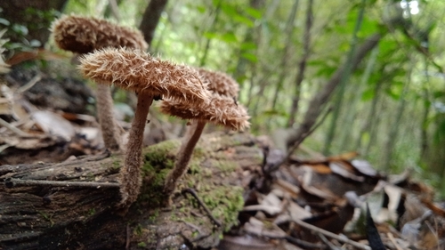 Lentinus berteroi