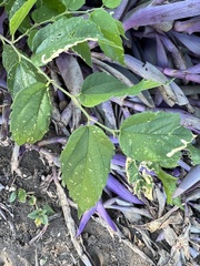 Celtis reticulata