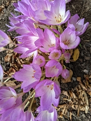Colchicum bivonae