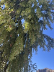 Picea breweriana