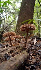 Lentinus berteroi
