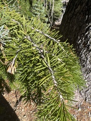 Picea breweriana