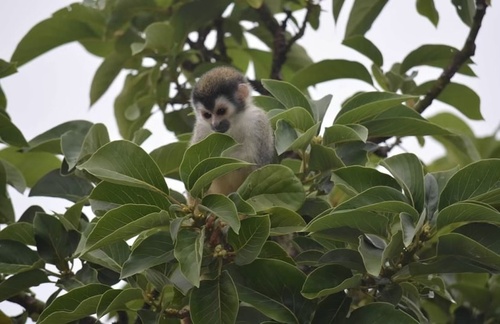 Central American Squirrel Monkey, Puntarenas, CR, photo 9 of 10