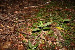 Psychotria loniceroides