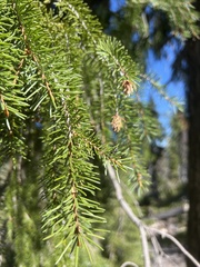 Picea breweriana