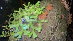 Selaginella