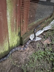 Pantherophis obsoletus