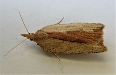 Planotortrix notophaea