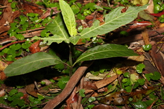 Psychotria loniceroides