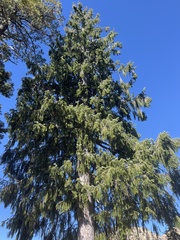 Picea breweriana