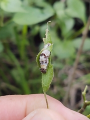 Charaxinae
