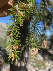 Picea breweriana