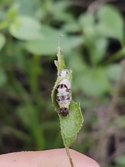 Charaxinae