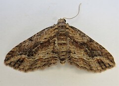 Chloroclystis filata