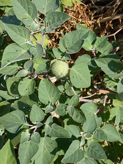 Datura innoxia