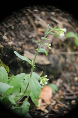 Pseudoturritis turrita