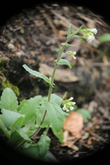 Pseudoturritis turrita