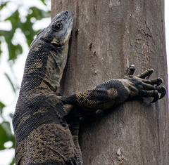 Varanus varius