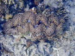 Tridacna noae