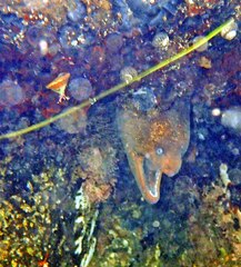 Gymnothorax mordax