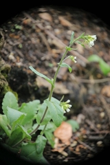 Pseudoturritis turrita