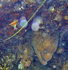 Gymnothorax mordax