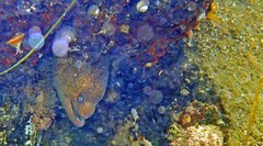 Gymnothorax mordax