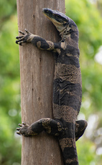 Varanus varius