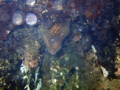 Gymnothorax mordax
