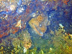 Gymnothorax mordax