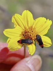 Wedelia acapulcensis