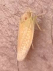 Gyponana gladia