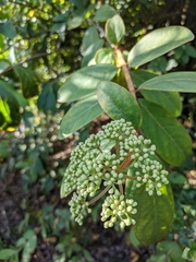 Viburnum triphyllum