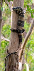 Varanus varius
