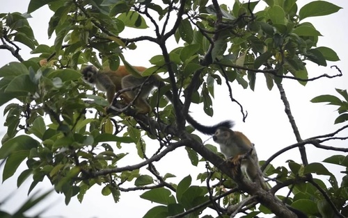 Central American Squirrel Monkey, Puntarenas, CR, photo 10 of 10