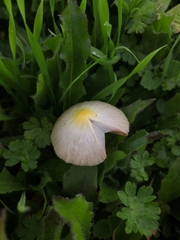 Bolbitius titubans