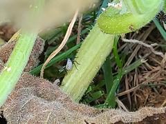 Anasa tristis