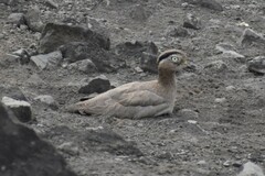 Burhinus superciliaris