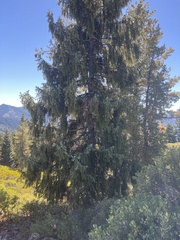 Picea breweriana