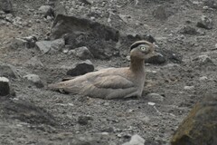 Burhinus superciliaris